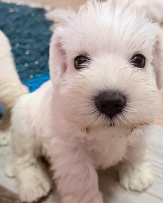 Schnauzer nano bianco maschio