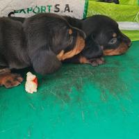 Dolcissima cucciola di bassotto standard