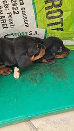 Dolcissima cucciola di bassotto standard