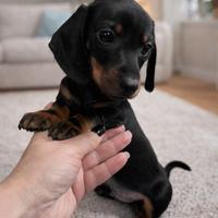 Bassotto con pedigree Enci