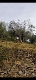 Terreno con ulivi