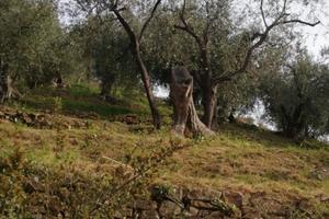 Terreno con ulivi