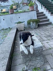 Border collie