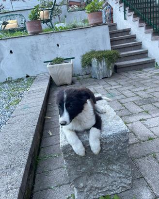 Border collie