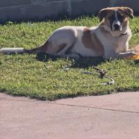 Splendido cucciolone