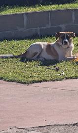 Splendido cucciolone