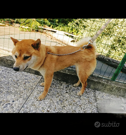 SHIBA INU in calore