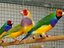 Immagine 1