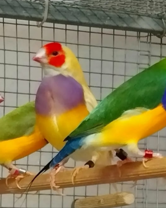 Diamanti di Gould