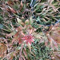 piante di aloe