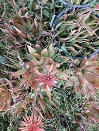 piante di aloe