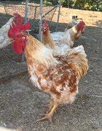 Gallo