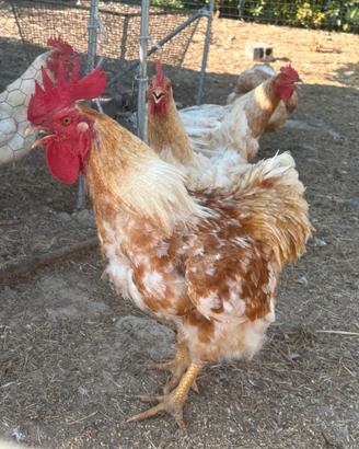 Gallo