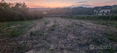 Terreno agricolo collinare