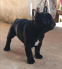Bouledogue/bulldog francese