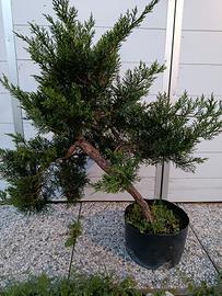 bonsai vari