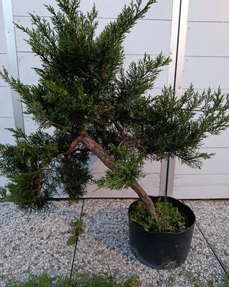 bonsai vari