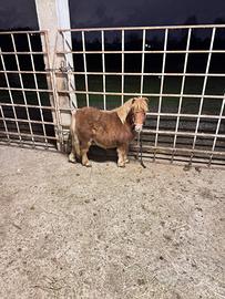 Mini pony