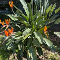 Sterlitzia fiore uccello del paradiso