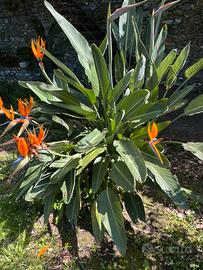 Sterlitzia fiore uccello del paradiso