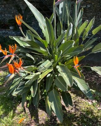 Sterlitzia fiore uccello del paradiso