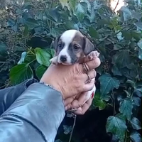 Cuccioli jack russell terrier