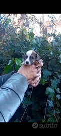 Cuccioli jack russell terrier