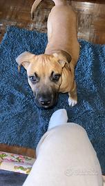 Cucciola di un anno e mezzo di amstaff