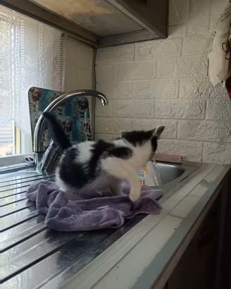 Gattina bicolore due mesi