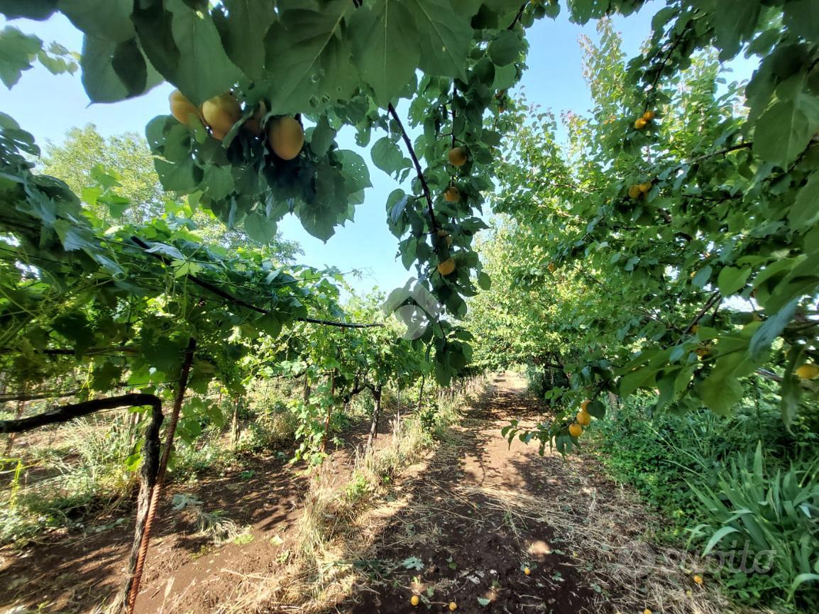TER. AGRICOLO A SAN CESAREO - Vista 2