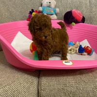 Barboncino Toy cuccioli con pedigree Enci