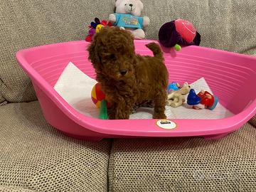 Barboncino Toy cuccioli con pedigree Enci