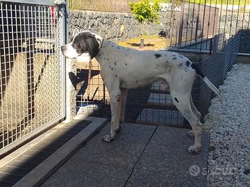 Pointer inglese per accoppiamento