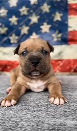 Amstaff cuccioli Blu Fawn