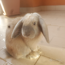 Coniglia nana ariete