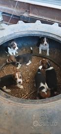 Beagle