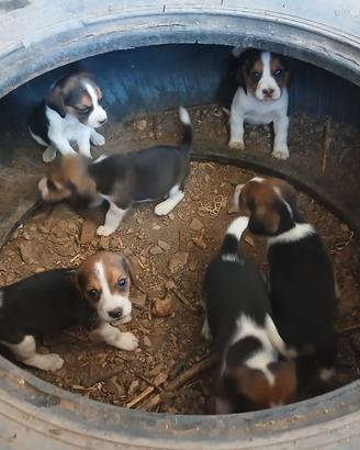 Beagle