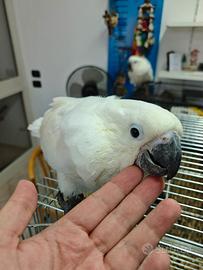 Pappagallo cacatua alba bianco allevato a mano