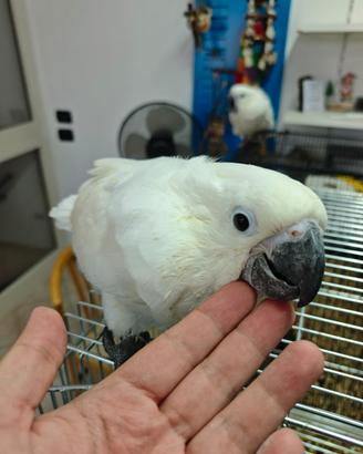 Pappagallo cacatua alba bianco allevato a mano
