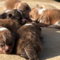 Cucciole tigrati di Akita
