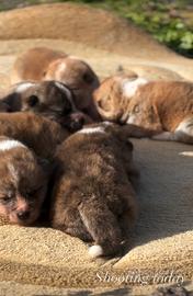 Cucciole tigrati di Akita