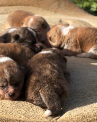 Cucciole tigrati di Akita
