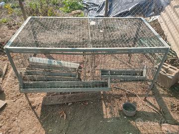 Gabbia quaglie, galline e pulcini 