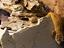 Immagine 5