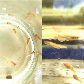 Pesci d'acqua fredda