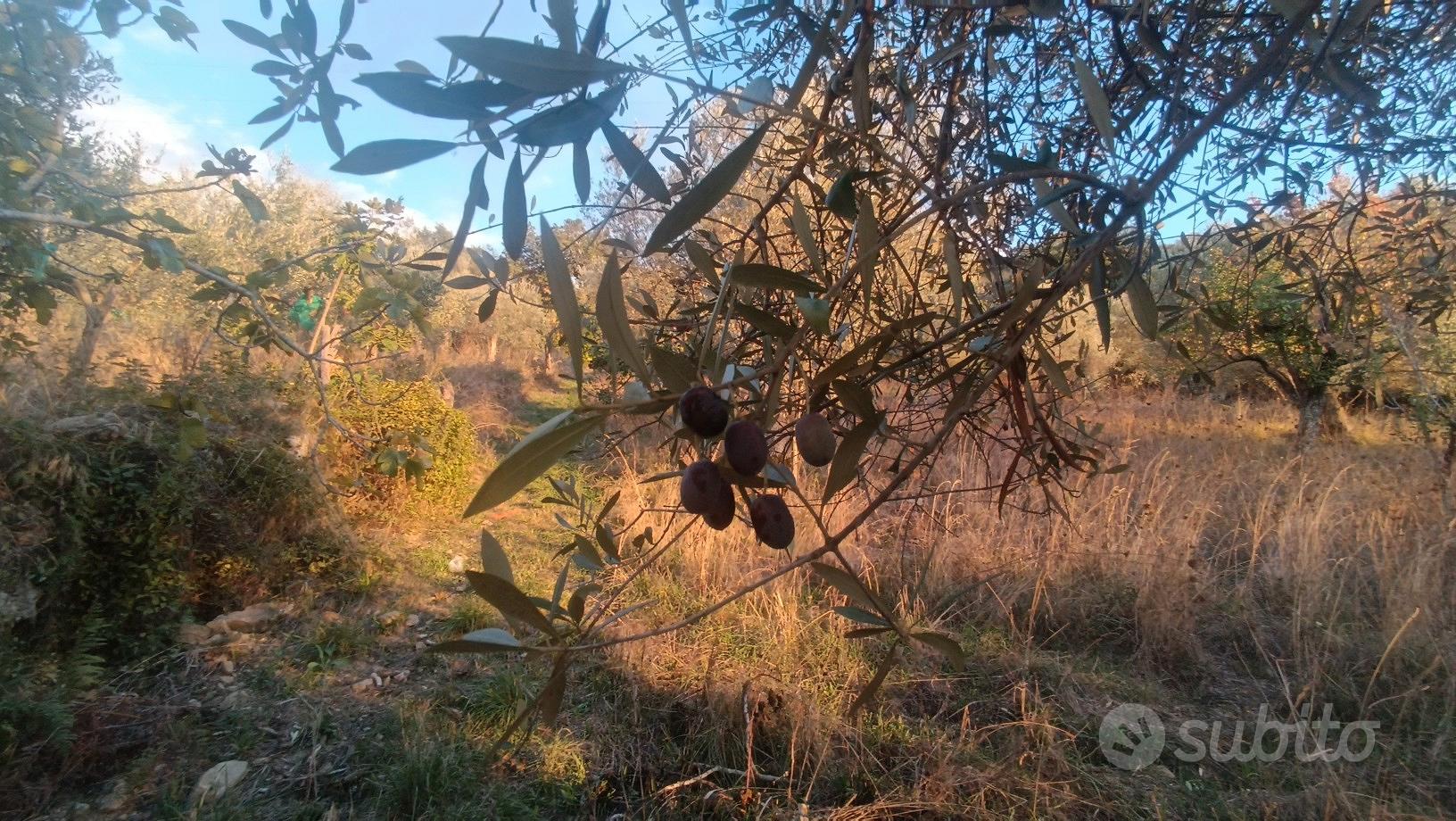 Terreno agricolo - Vista 3