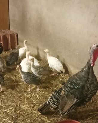 Animali da cortile