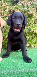 Labrador pedigree