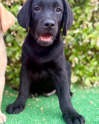 Labrador pedigree