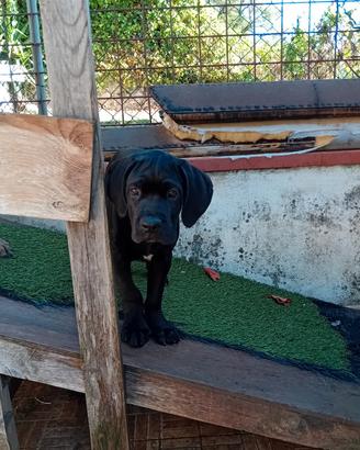 Cuccioli Cane Carso Italiano